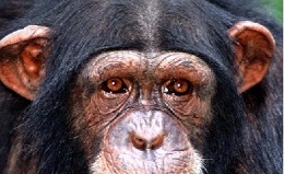 Chimpansee 