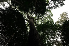Moabi tree