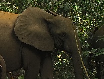 Bosolifant 