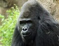 Westelijke laagland gorilla 