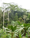 Achter de laatste dorps-plantages tekent het oerwoud zich af