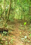 Bush trail
