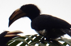 Koppeltje neushoorn-vogels 
