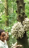 Stambloei, oftewel cauliflorie