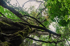 Een van de zuilen van de groene kathedraal