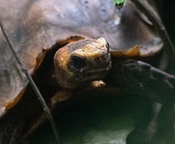 Schildpad