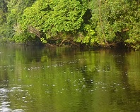 De Dja-rivier