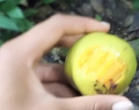 Bush-mango 