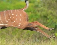 Sitatunga 